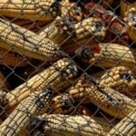 Aflatoksin Biyolojik ve Halk Sağlığı Açısından Değerlendirme