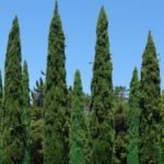 Selvi Ağacı Alerjisi (Cupressaceae Alerjisi)