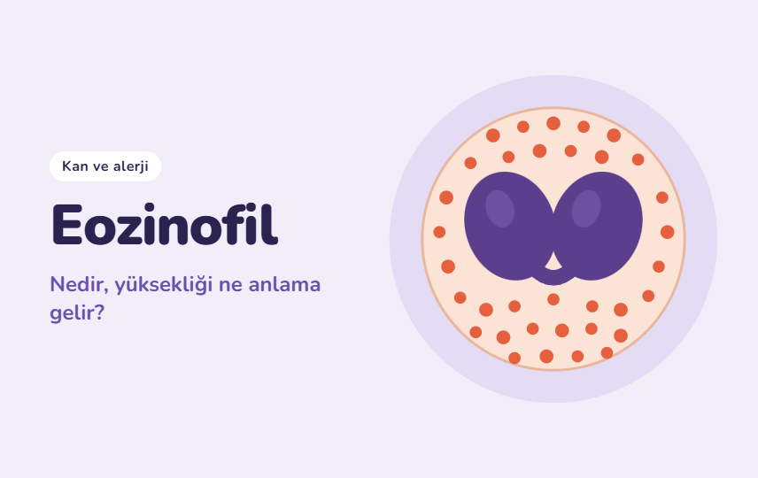 Eozinofil(EOS) Nedir? Nerede Üretilir ve Eozinofil Yüksekliği Ne Anlama Gelir?